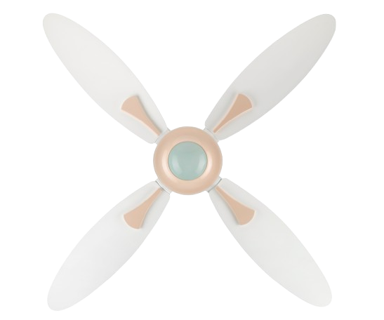 White & Misty Rose